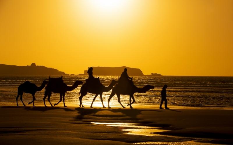 Camels on the Beach Essaouira