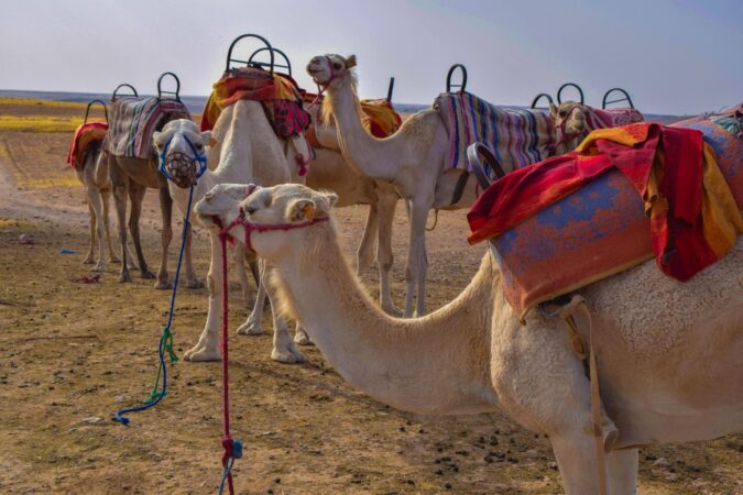 Desert Agafay Morocco