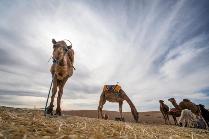 Desert Agafay Morocco