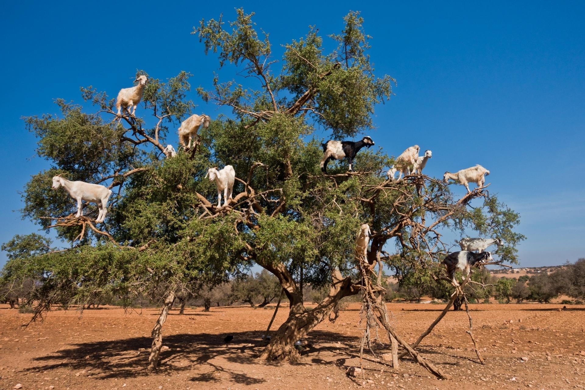 coat climbing tree morocco